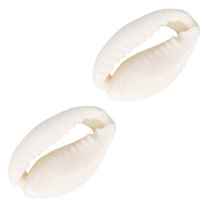 Abalorios concha kauri Blanco natural