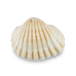 Colgantes concha especial Concha de venera Blanco cremoso